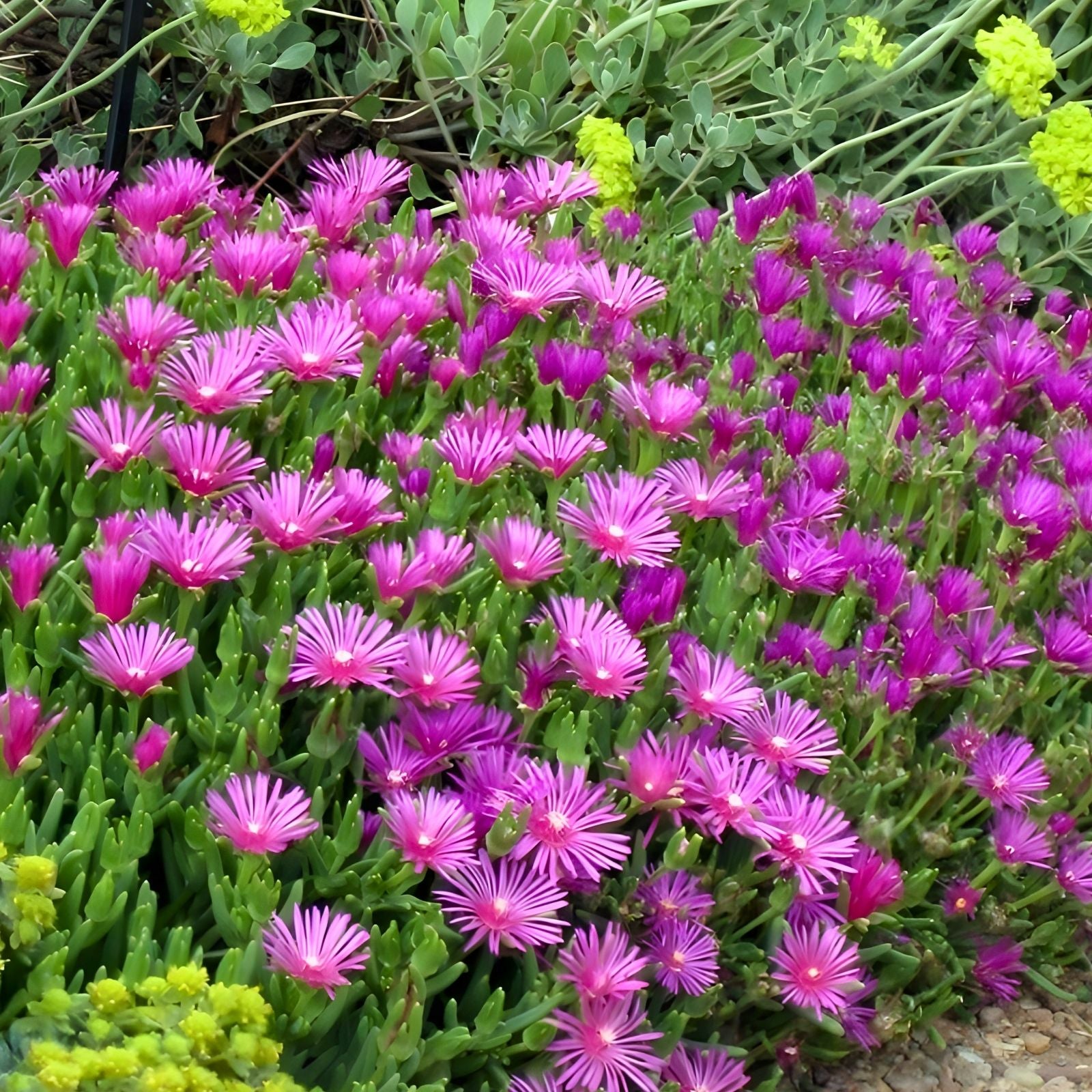Ice Plant Cuttings Magenta Delosperma cooperi Drought-Tolerant Ground Cover Live Plant Starter