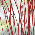 Red Dogwood Cuttings 8 Pack, Cornus florida Live Plant, Bare Root Tree Branches for Gardening, Landscaping, Easy to Grow