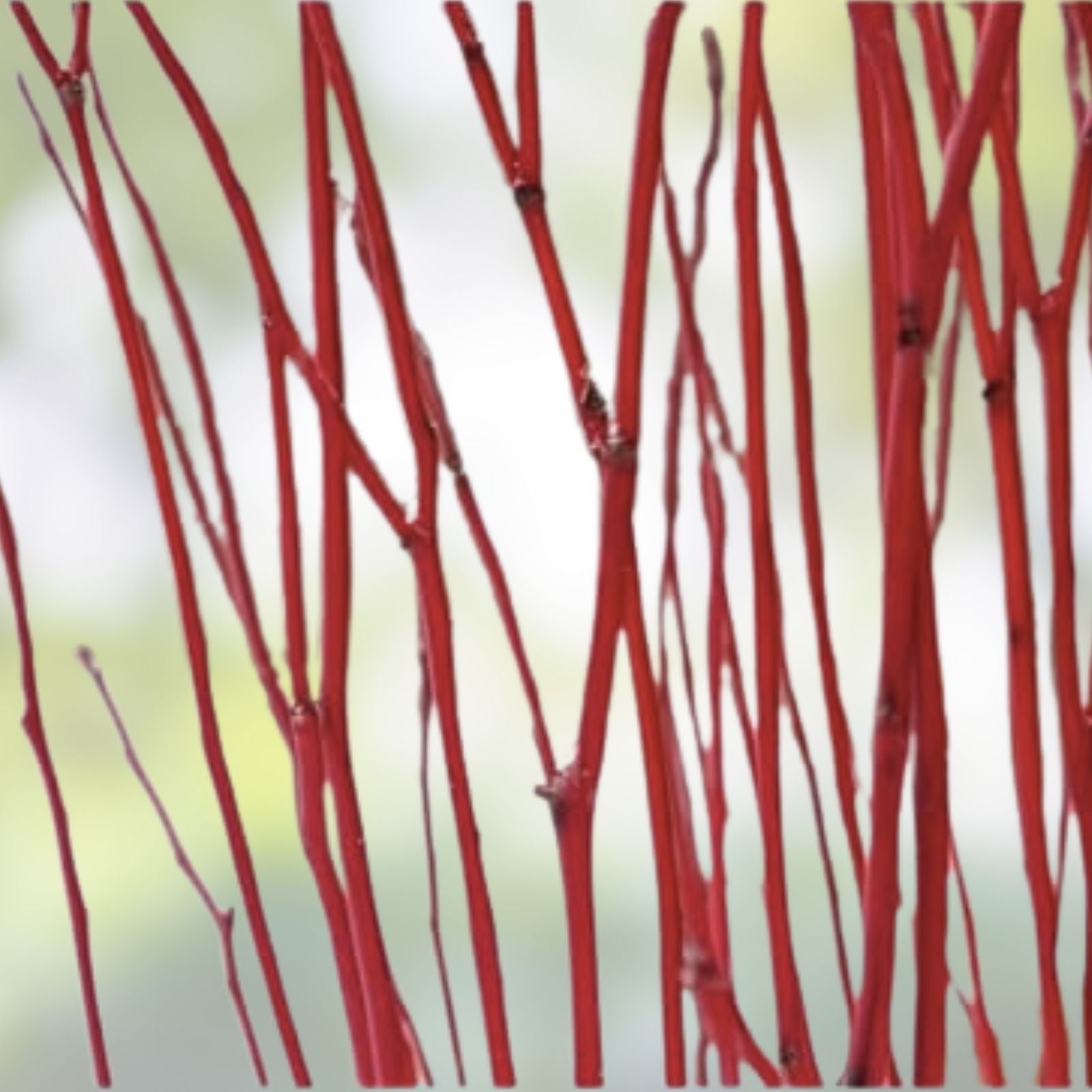 Red Dogwood Cuttings 8 Pack, Cornus florida Live Plant, Bare Root Tree Branches for Gardening, Landscaping, Easy to Grow