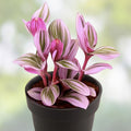 Wandering Jew Plant Cuttings Tradescantia Nanouk Variegated Indoor Houseplant Easy Care Starter Plant