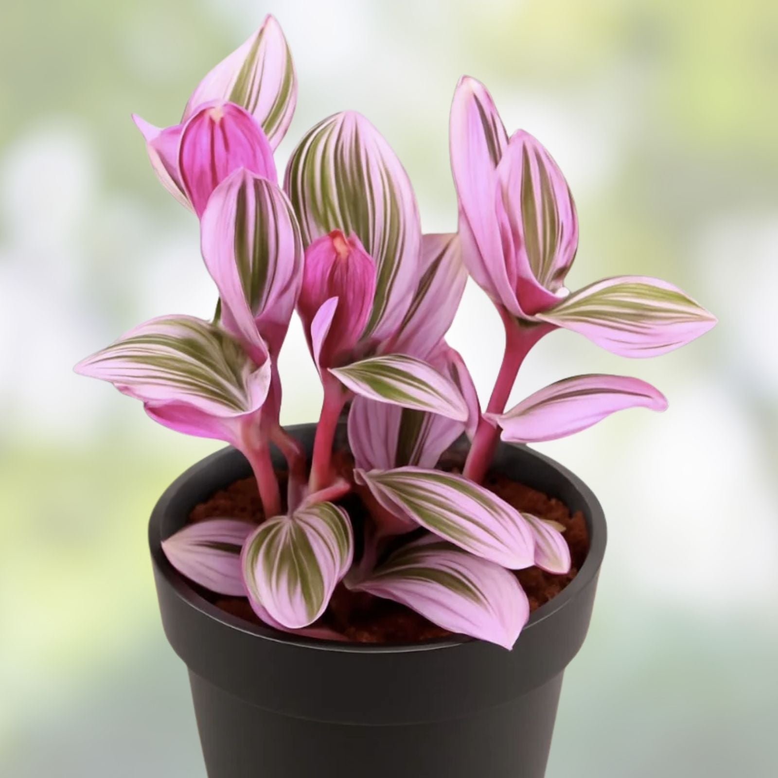 Wandering Jew Plant Cuttings Tradescantia Nanouk Variegated Indoor Houseplant Easy Care Starter Plant