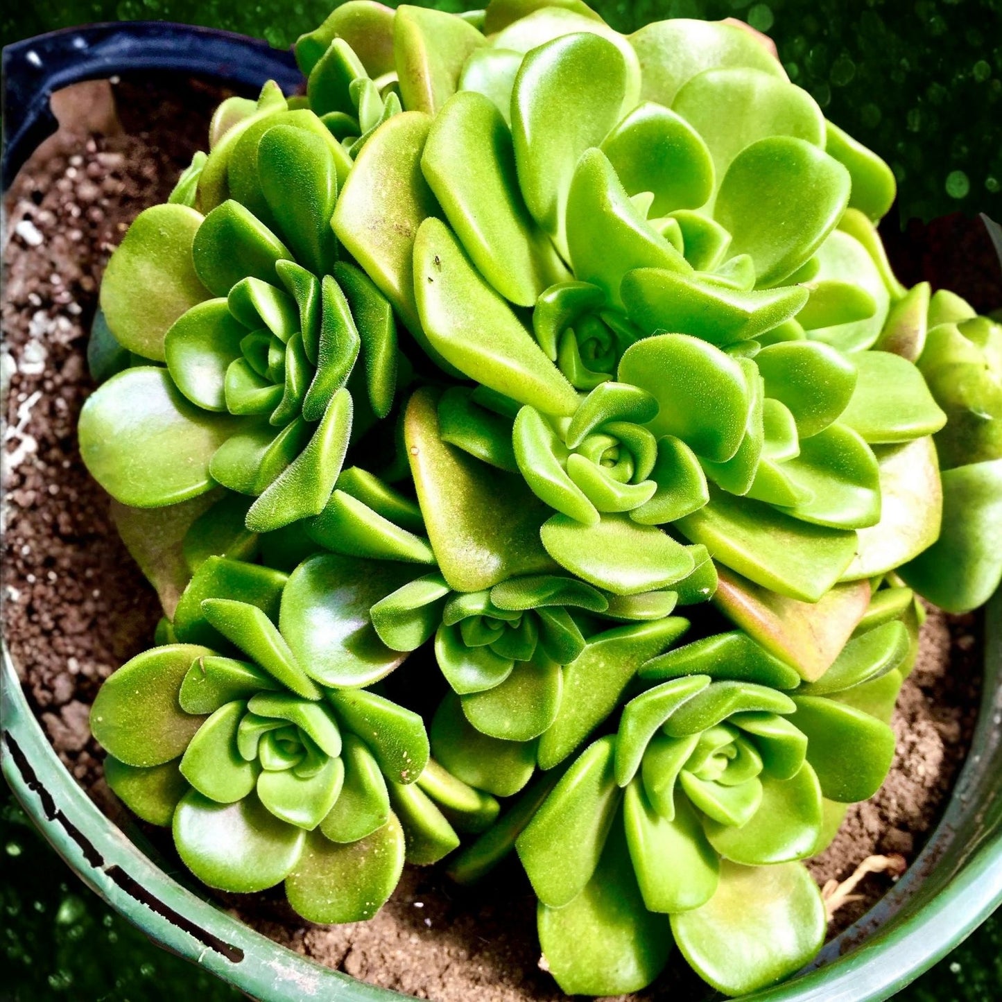 Live Aeonium Simsii Succulent Plant 2" Green Rosette Indoor Garden Starter Plant