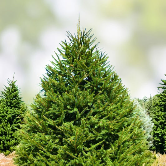 Norway Spruce Tree Live Plant Bare Root 8-16 Inches Picea abies for Landscaping Garden Christmas Decor