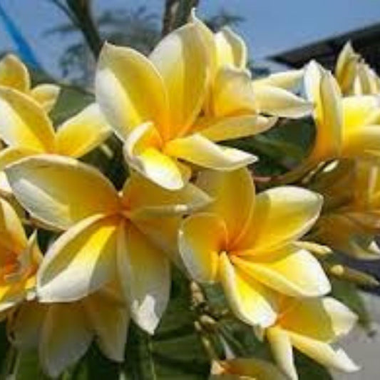 Yellow Plumeria Starter Cutting, 10-Inch Unrooted, Tropical Flowering Plant, Fragrant Flowers, Plumeria rubra, Garden Gardening, Fast Growing x2