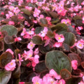 Begonia Seeds Cocktail Brandy Tuberous Flowering Plant 100 Count Garden Patio Houseplant Starter
