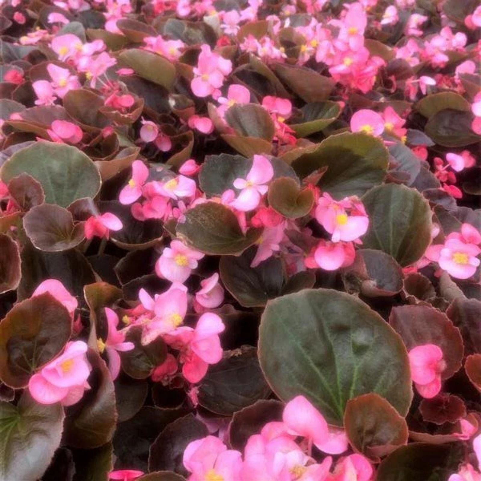 Begonia Seeds Cocktail Brandy Tuberous Flowering Plant 100 Count Garden Patio Houseplant Starter