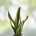 Fernwood Snake Plant Cuttings – 3 Unrooted Sansevieria trifasciata Indoor Houseplant Starter Clippings