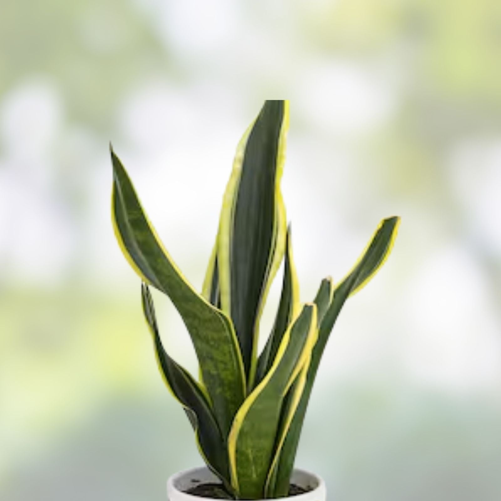 Fernwood Snake Plant Cuttings – 3 Unrooted Sansevieria trifasciata Indoor Houseplant Starter Clippings