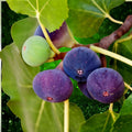 Chicago Hardy Fig Live Plant 4 Inch Pot Ficus carica Edible Fruit Tree Cold Hardy Container Plant