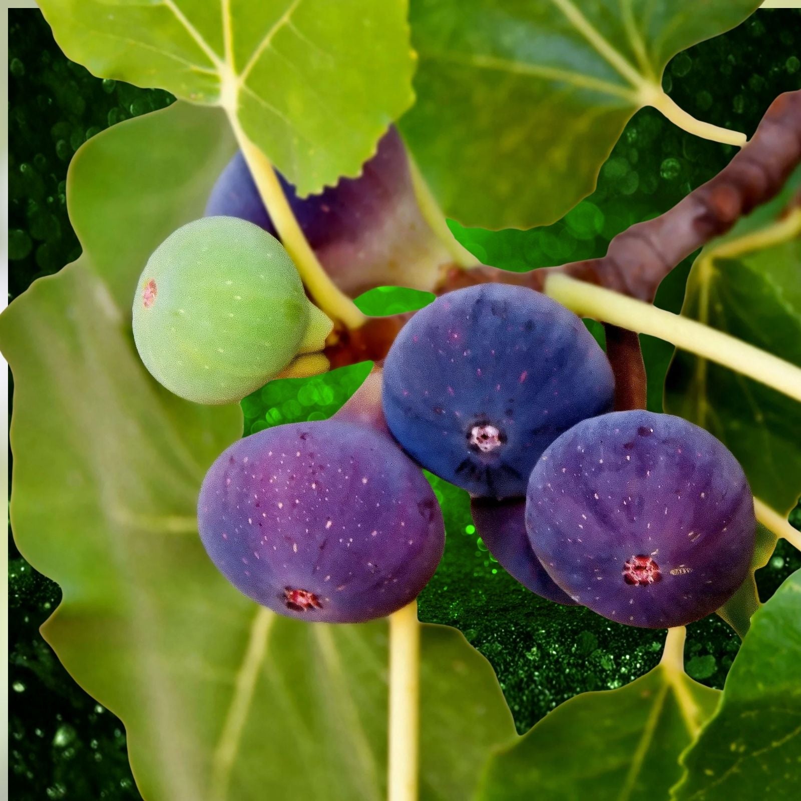 Chicago Hardy Fig Live Plant 4 Inch Pot Ficus carica Edible Fruit Tree Cold Hardy Container Plant