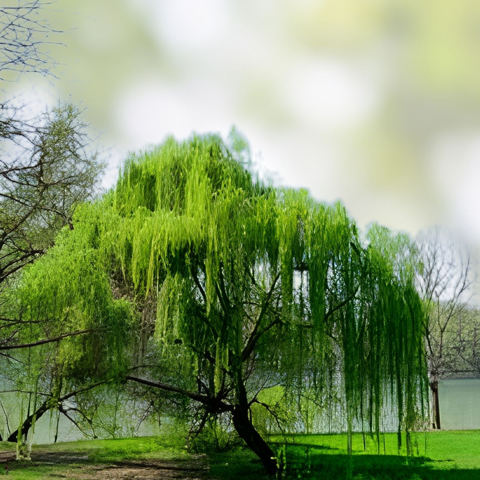 Willow Tree Bundle – 10 Fast Growing & 4 Weeping Willow Trees – Salix babylonica & Salix spp. – Garden Landscaping Plants