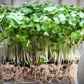 Watercress Plants with Roots – Live Vegetable Starter Plants – Nutrient-Rich Nasturtium officinale for Gardening