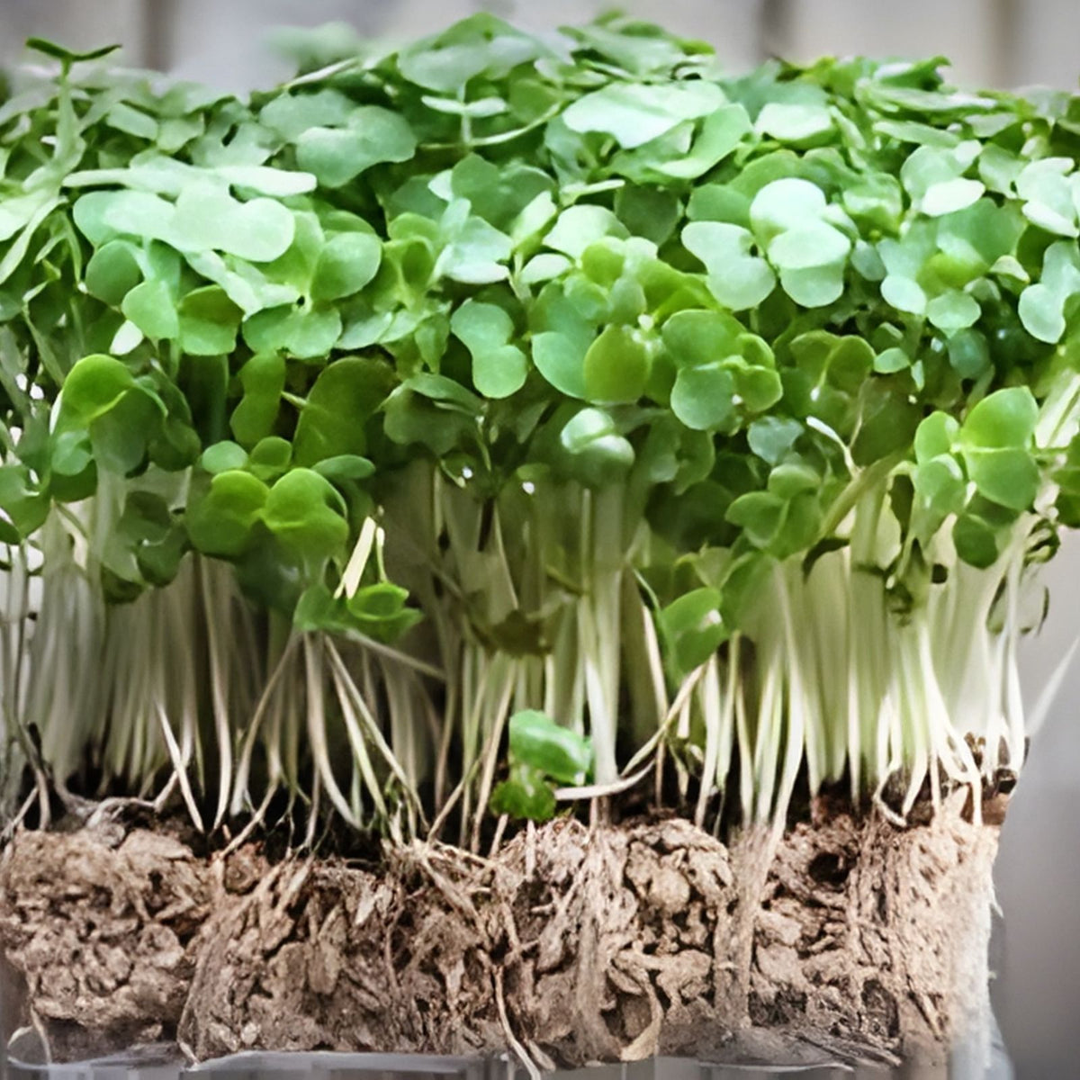 Watercress Plants with Roots – Live Vegetable Starter Plants – Nutrient-Rich Nasturtium officinale for Gardening