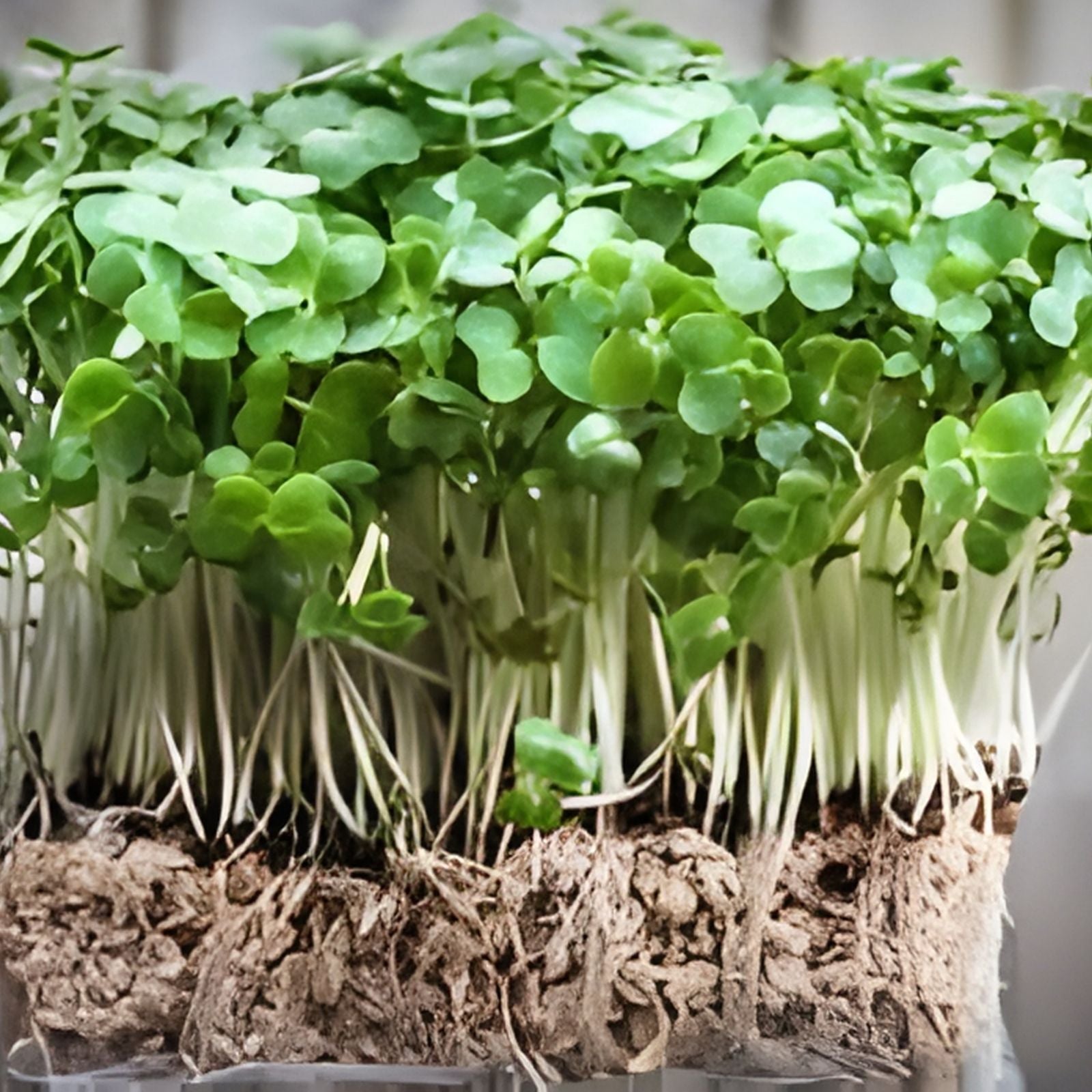 Watercress Plants with Roots – Live Vegetable Starter Plants – Nutrient-Rich Nasturtium officinale for Gardening