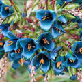 Flowering Kousa Dogwood Seeds for Planting - Cornus kousa - Ornamental, Hardy, Fast-Growing with White Flowers