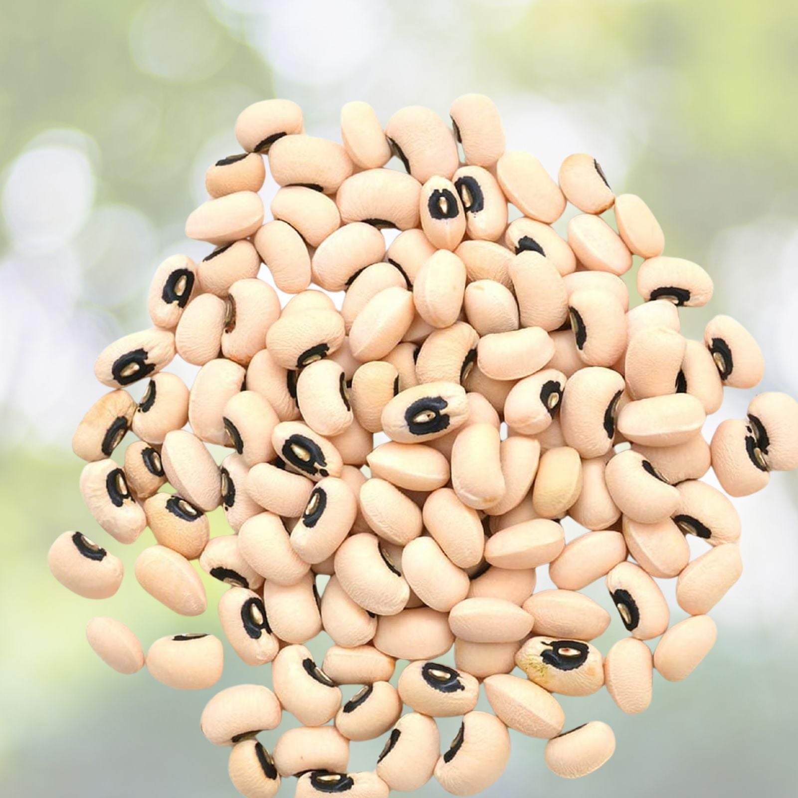 California Black Eye Peas Seeds – Heirloom Non-GMO Vigna unguiculata, Live Plant, Starter, Garden, Edible Legumes