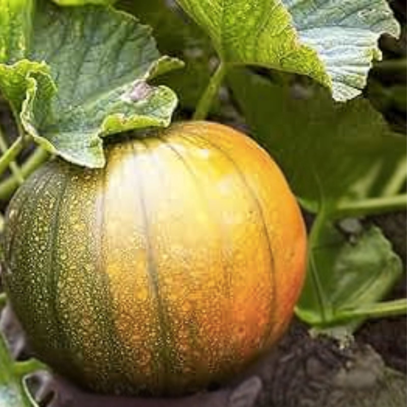 Toothache Plant Seeds 150+ Buzz Button Acmella oleracea Exotic Herb for Garden or Indoor Growing