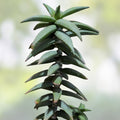 Aloe Pearsonii Hybrid Succulent Plant | Drought-Tolerant Indoor Greenery | Unique Succulent Variety