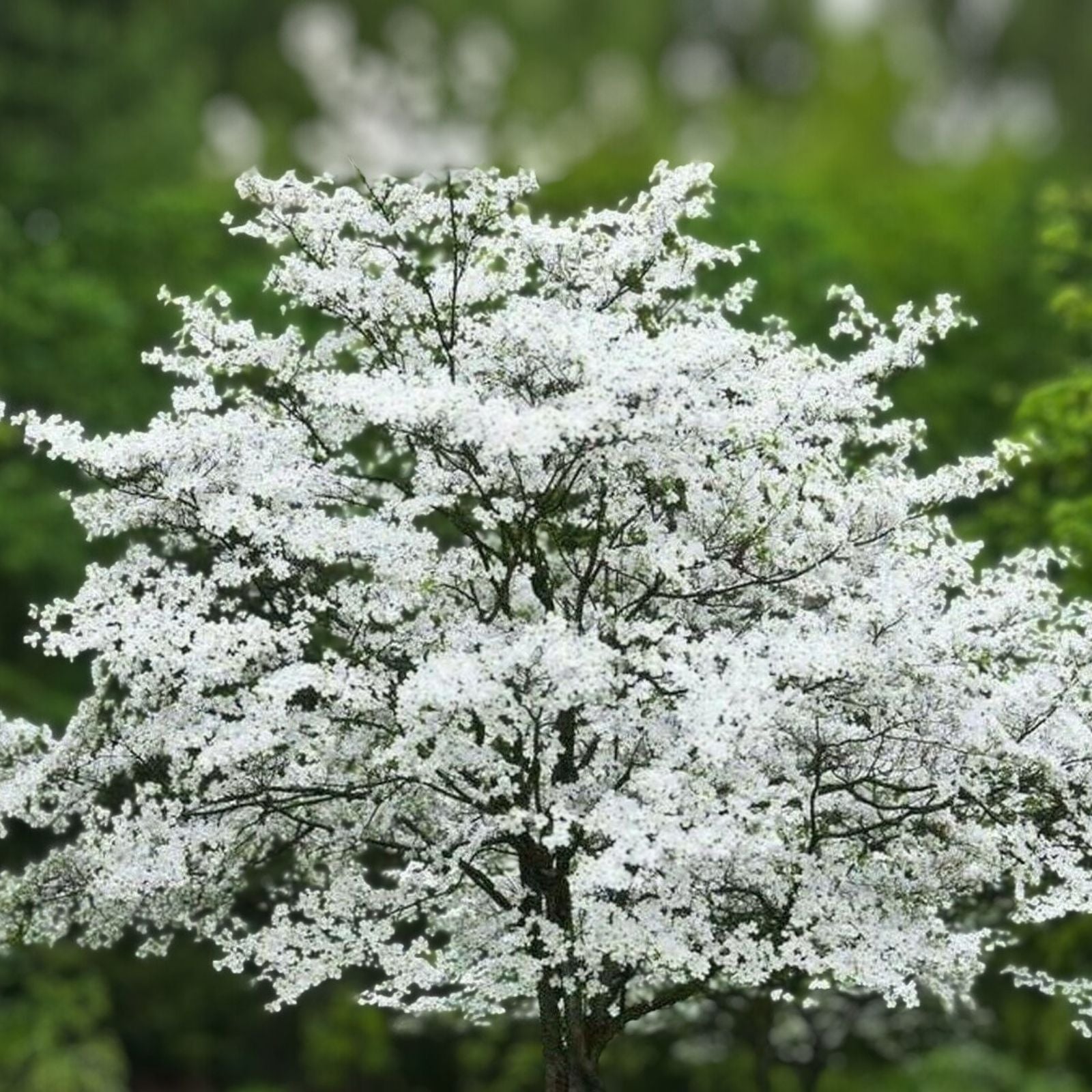 Cherokee Princess Dogwood Tree 18" Live Bare Root Plant White Flowers Cornus florida Starter Tree