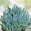 Blue Chalk Sticks Succulent Cutting - Live Drought Tolerant Indoor Outdoor Plant - Senecio serpens