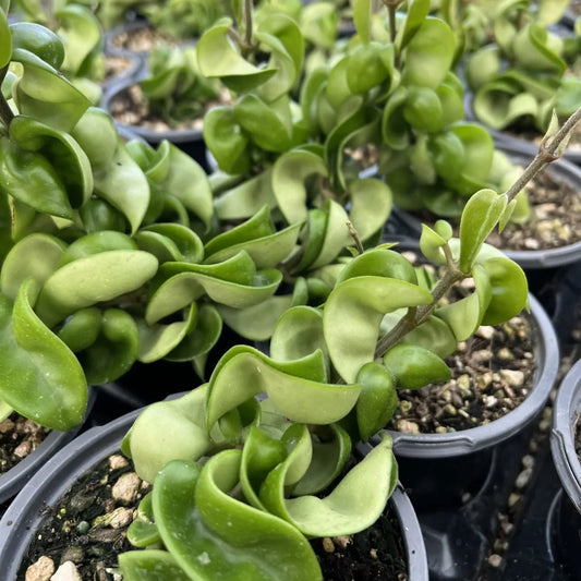 Hoya Hindu Rope Plant Cutting, Wax Plant, Hoya carnosa var. compacta, Indoor Houseplant, Succulent Greenery