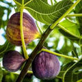 Live Fig Tree Cuttings 5pcs – Healthy Sweet Ficus Carica Fruitful Edible Plants – Hardy Ficus Tree Propagation