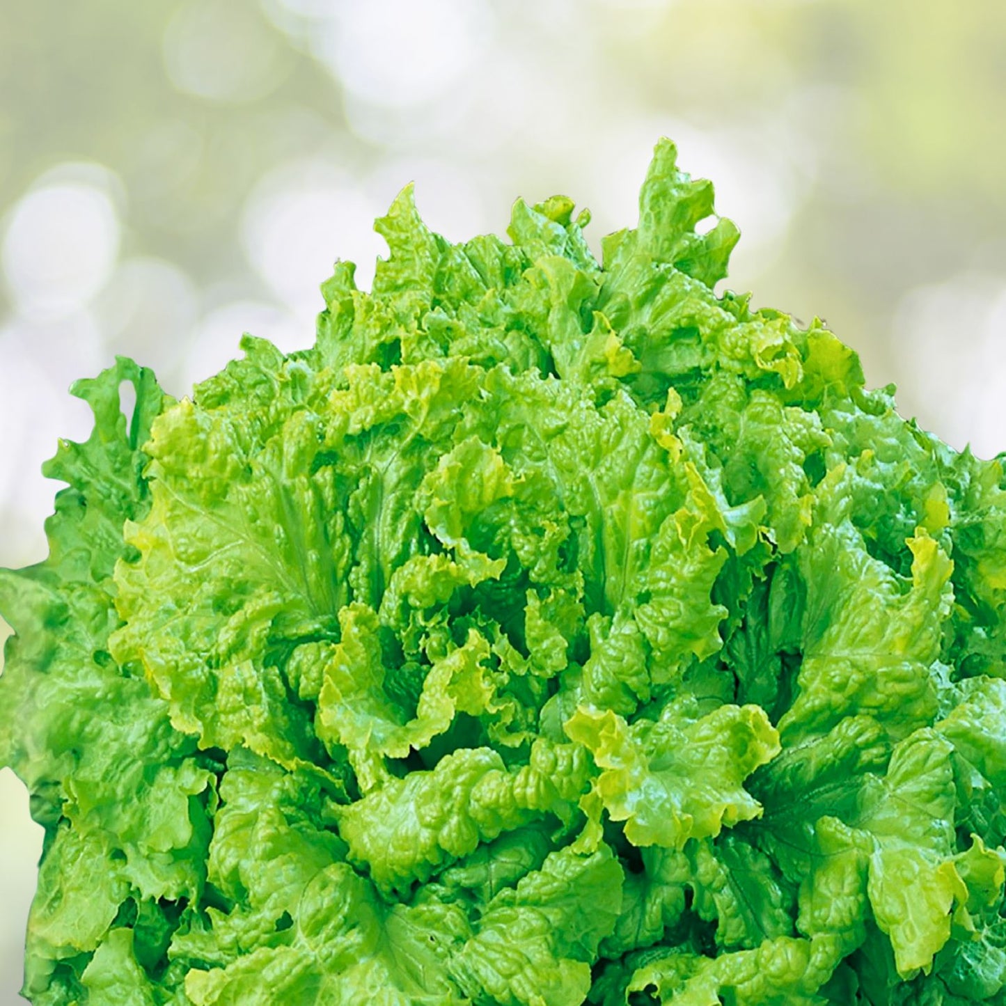 Heirloom Leaf Lettuce Seeds Grand Rapids Non-GMO Lactuca sativa 1000 count garden salad organic starter plant