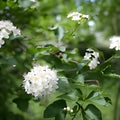 Ninebark Plant Physocarpus opulifolius Bare Root Shrub 12-18 Inches Landscaping Zones 5-9 Live Plant