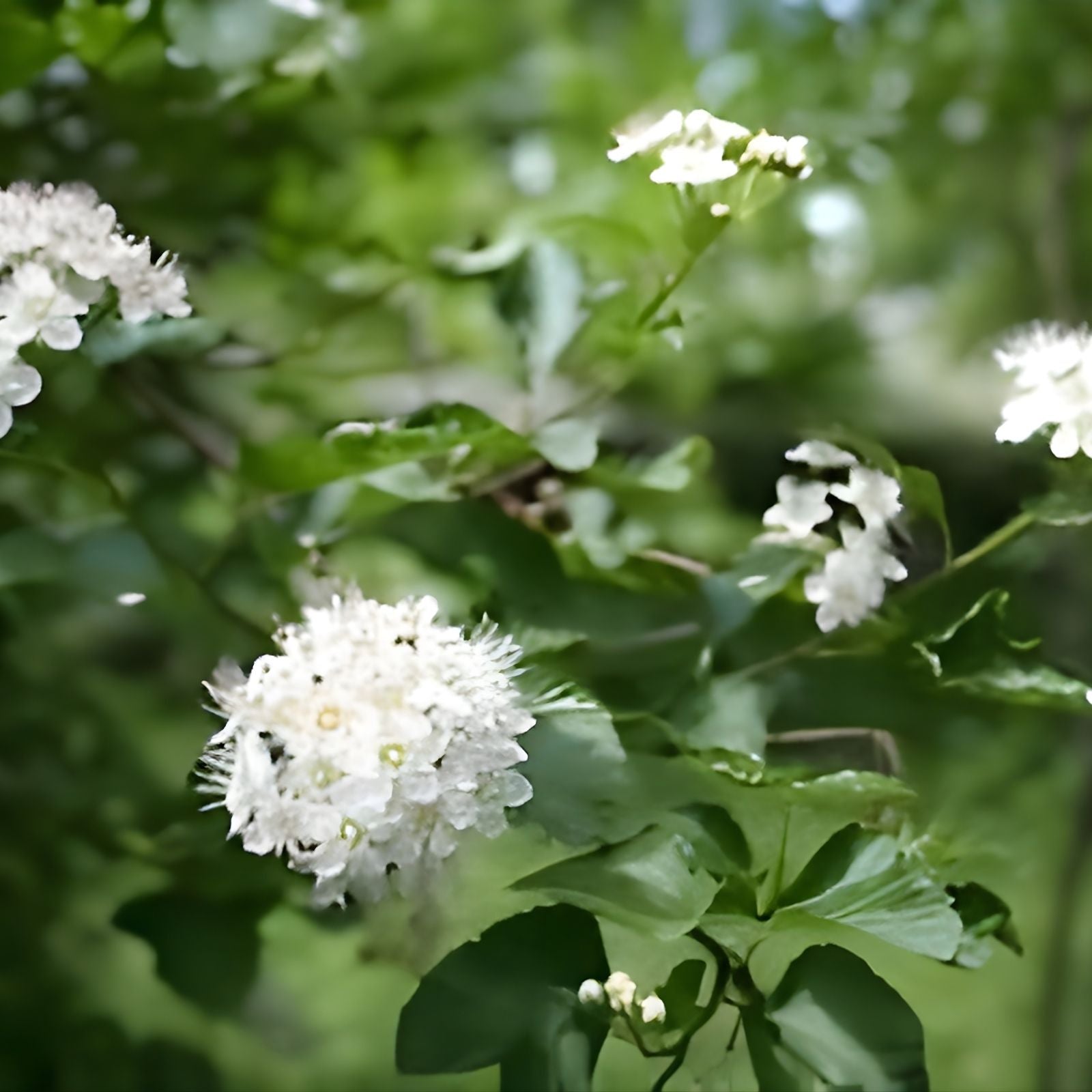 Ninebark Plant Physocarpus opulifolius Bare Root Shrub 12-18 Inches Landscaping Zones 5-9 Live Plant