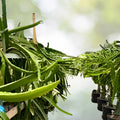 Small Dragon Fruit Cuttings 5-inch Grafting Material Hylocereus spp. Live Plant Starter Houseplant Multiple Varieties