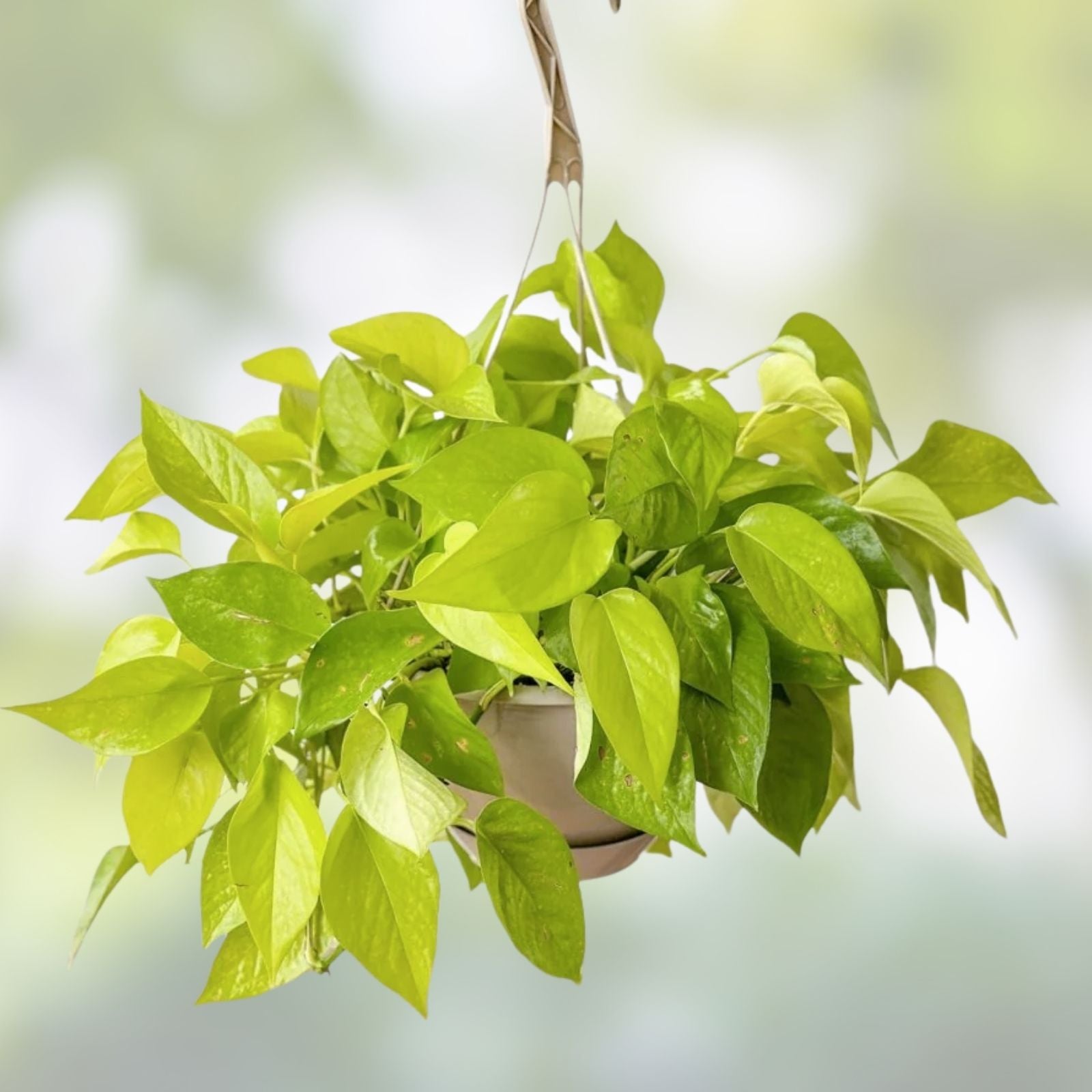 Neon Pothos Cuttings Bright Green Indoor Plant Epipremnum aureum Houseplant Starter Live Propagation