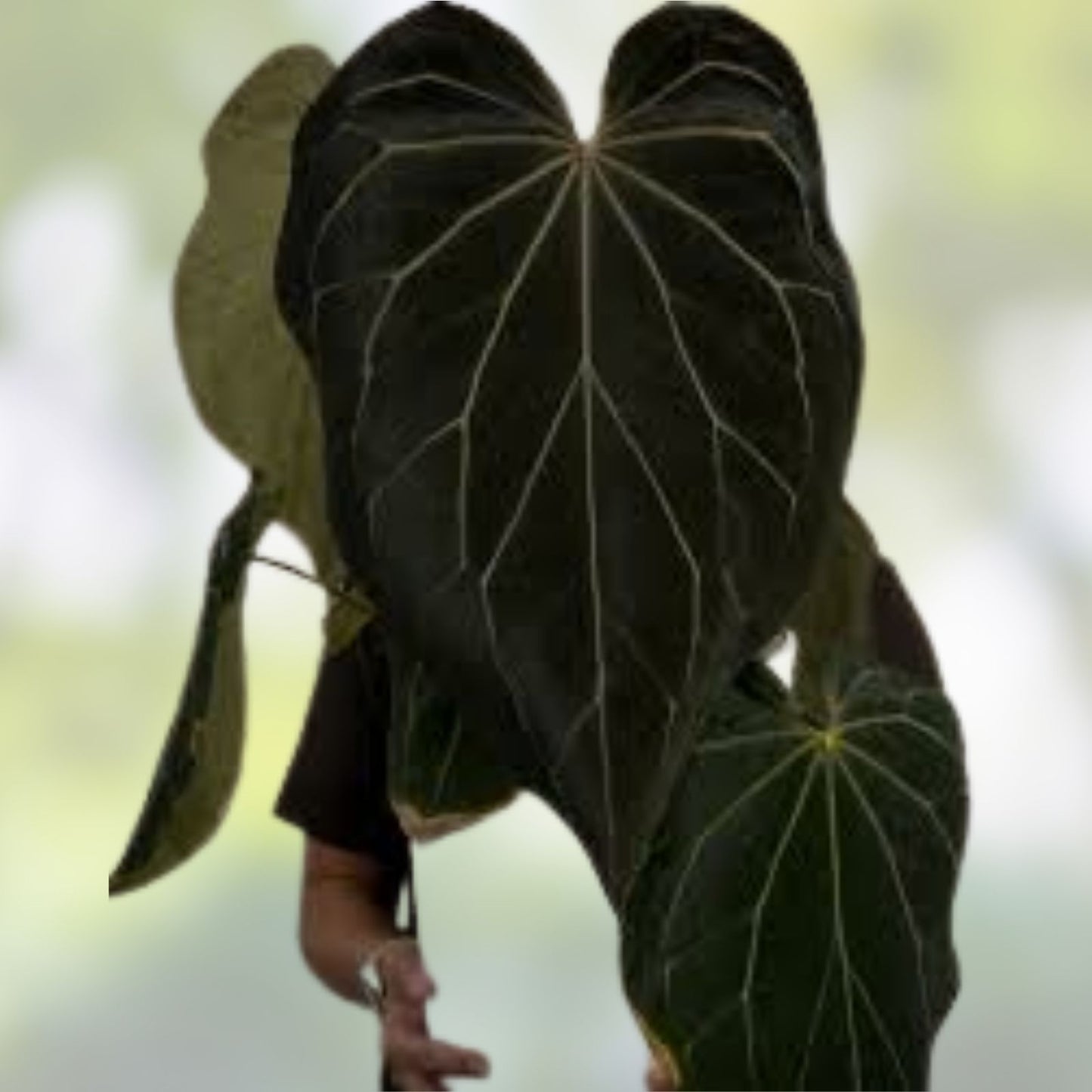 Anthurium Bottom Cutting Dark Mama AOS Stripey Mag Tropical Houseplant Live Plant