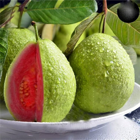 Guava Fruit Tree Seeds | Psidium guajava Tropical Exotic Plant Starter | Bare Root Houseplant | Easy to Grow