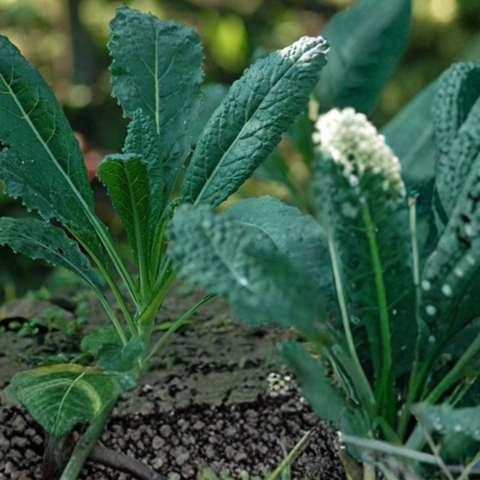 Black Tuscany Kale Seeds Heirloom Italian Brassica oleracea Organic Non-GMO Live Plant Cutting Starter