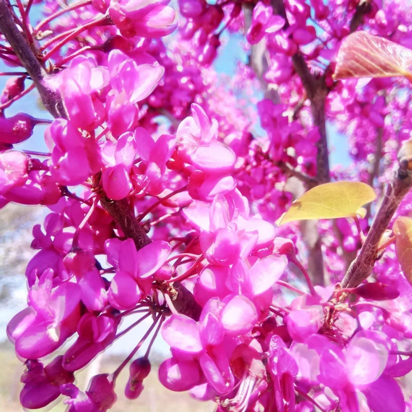 Judas Tree Seeds 15 Pack Cercis Siliquastrum Mediterranean Redbud Ornamental Tree Garden Planting