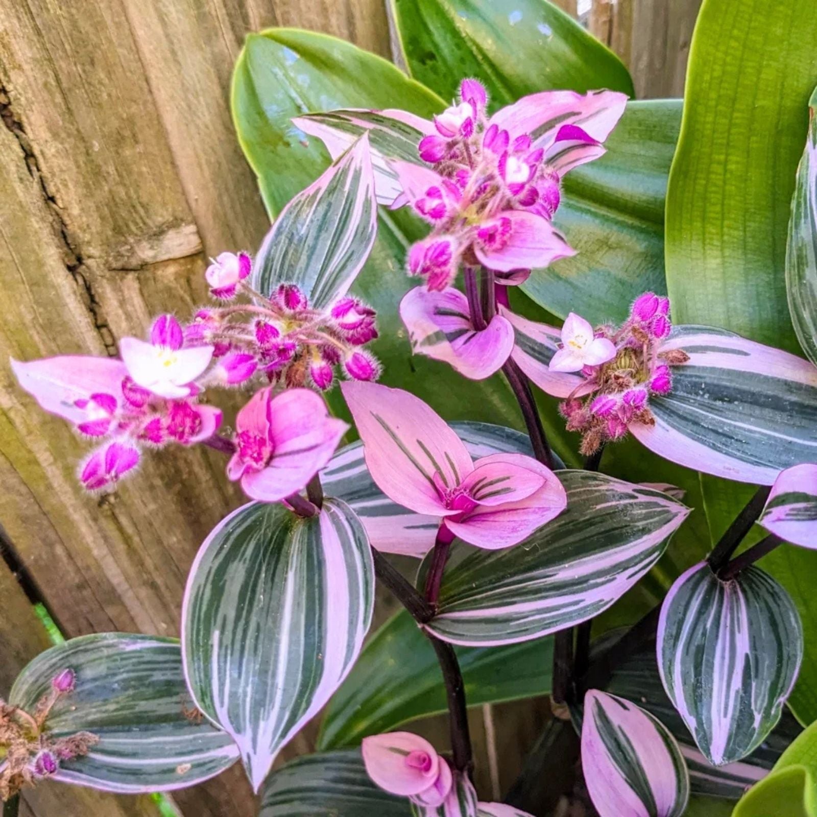 Wandering Jew Live Cuttings 12" Tradescantia Zebrina Indoor Plant with Aerial Roots for Home Decor