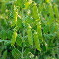 Heirloom Pea Seeds Thomas Laxton Organic Pisum sativum Non-GMO Vegetable Garden Starter 20+ Seeds