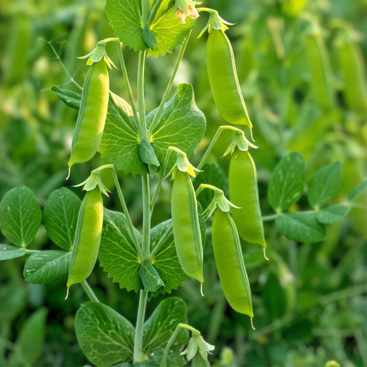 Heirloom Pea Seeds Thomas Laxton Organic Pisum sativum Non-GMO Vegetable Garden Starter 20+ Seeds