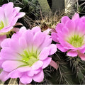 Echinocereus x roetteri Live Rooted Plant | Roetter's Hedgehog Cactus | Desert Succulent Starter Plant
