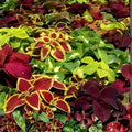Vinca Seeds Set of 100 – Sunsplash Deep Pink Catharanthus roseus Flower Seeds for Garden Patio Landscape Planting