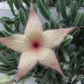 Stapelia Gigantea Cuttings | Starfish Carrion Plant Succulent | Unique Indoor Plant Decor | 12" Flowers | Fast Growing