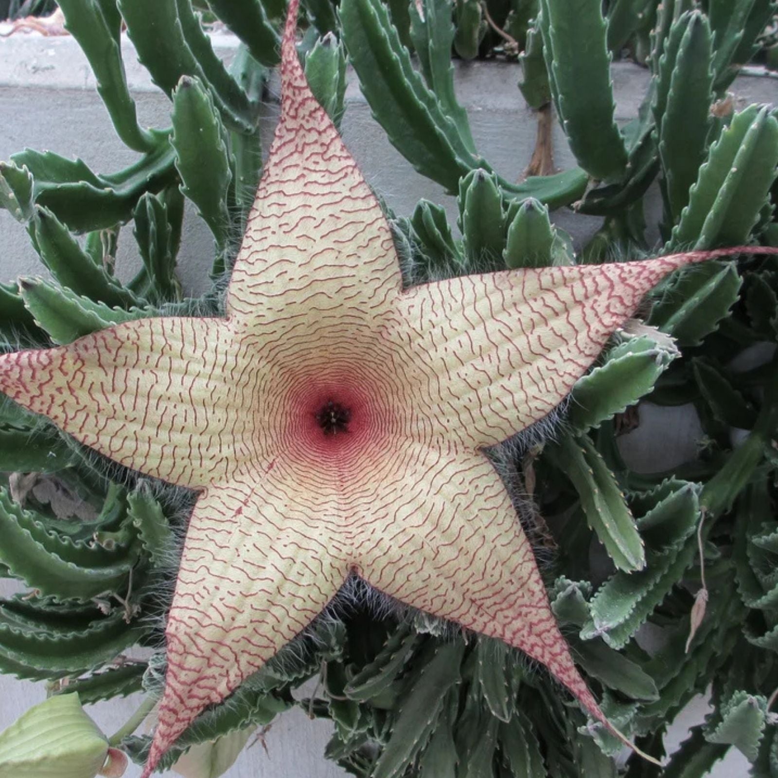 Stapelia Gigantea Cuttings | Starfish Carrion Plant Succulent | Unique Indoor Plant Decor | 12" Flowers | Fast Growing