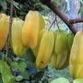 Starfruit Tree Cuttings Averrhoa carambola 6-8 Inches Live Fruit Tree Propagation Starter Plant