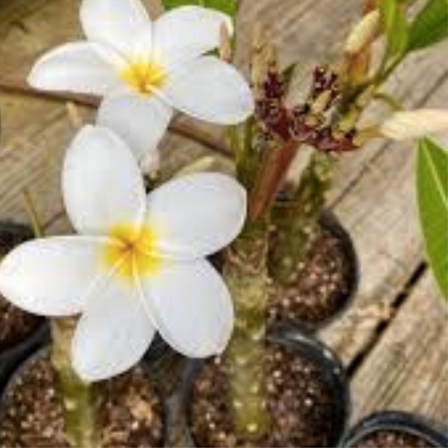 Rooted Plumeria Cutting Wildfire 17" Tropical Frangipani Flowering Plant Garden Patio Indoor