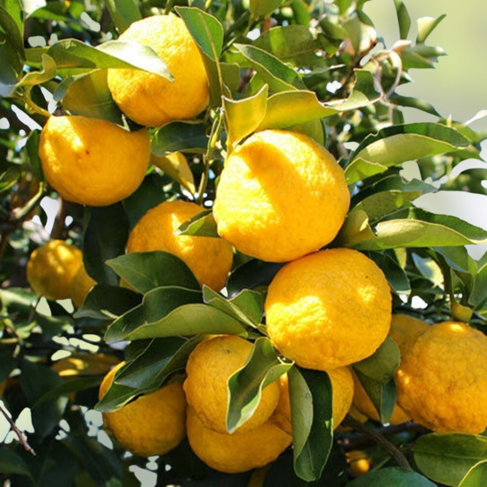 Yuzu Citrus Tree Cuttings – Live Plant, Cold Hardy Propagation Material, Fragrant Fruits, Japanese Cooking, Citrus junos