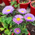 Giant California Zinnia Seeds 200 Count - Colorful Zinnia elegans Flower Seeds for Planting - Fast Shipping