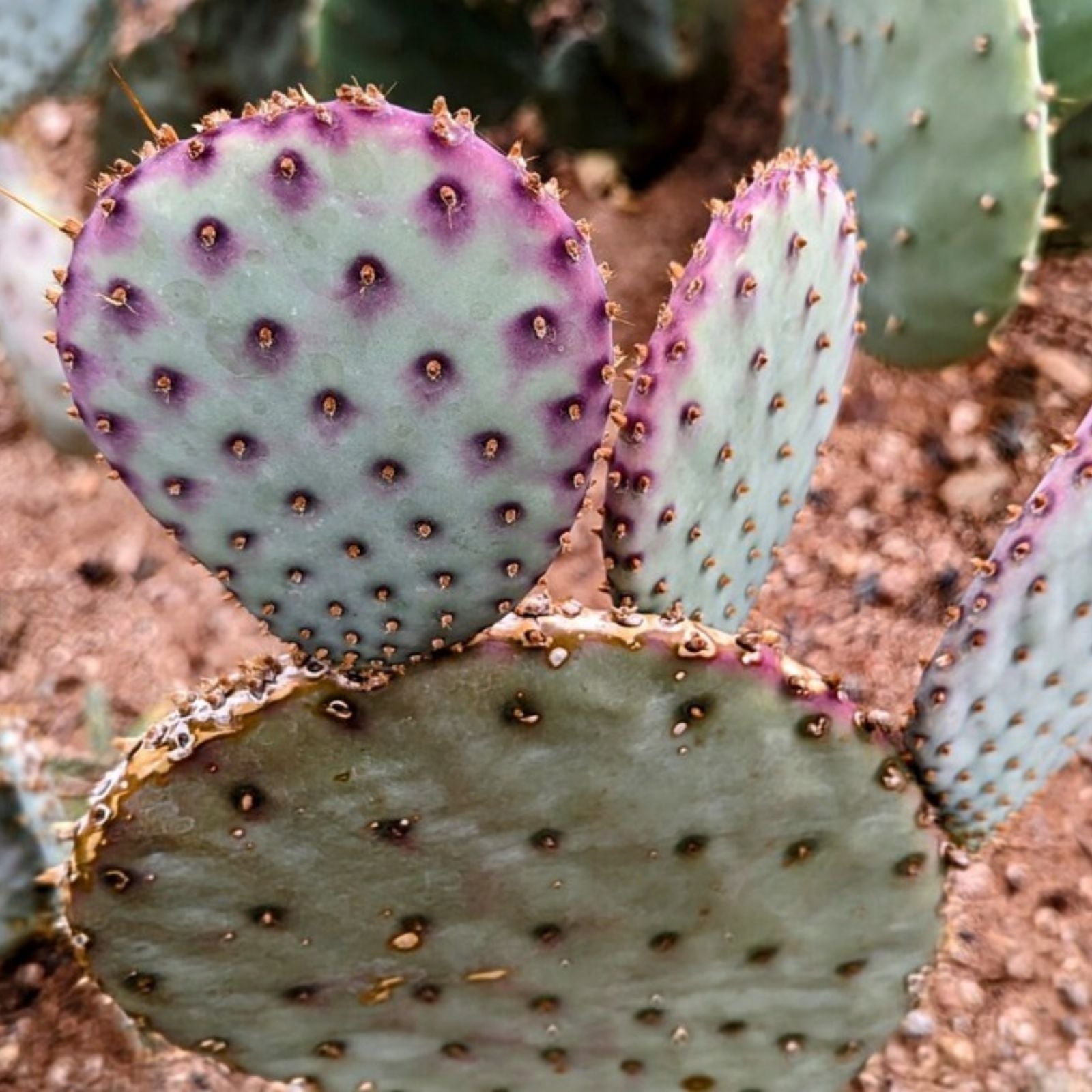 Santa Rita Purple Prickly Pear Cactus 5-6" Opuntia violacea Live Succulent Plant 3 Pack Arizona Grown Desert Plants