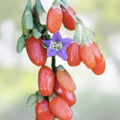 Goji Berry Cuttings 50 Pack Fresh Lycium barbarum Plant Propagation Ready to Flower and Fruit