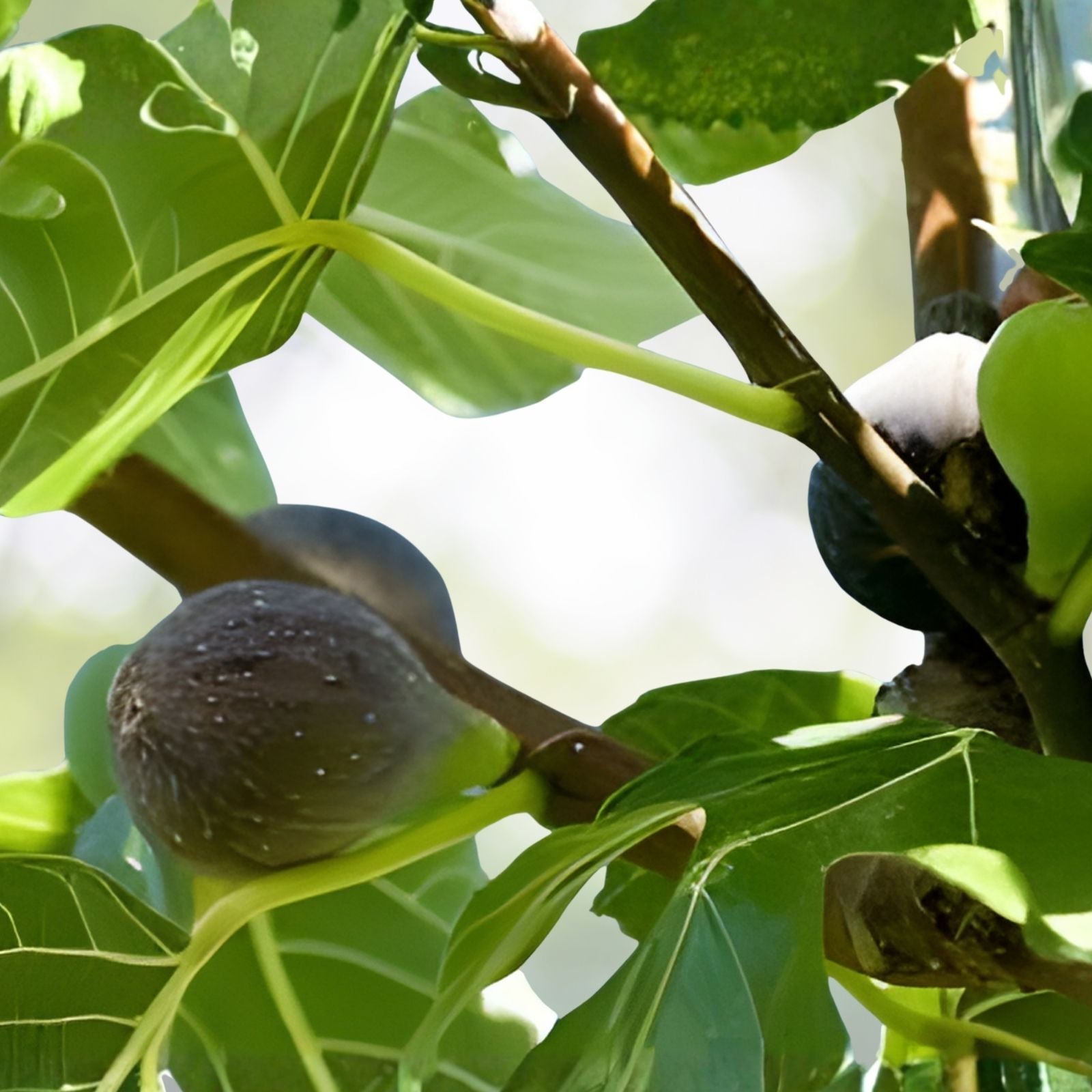 Fig Cuttings Set of 6 Alma & Desert King Ficus carica Fruit Tree Starter Plants for Home Gardening