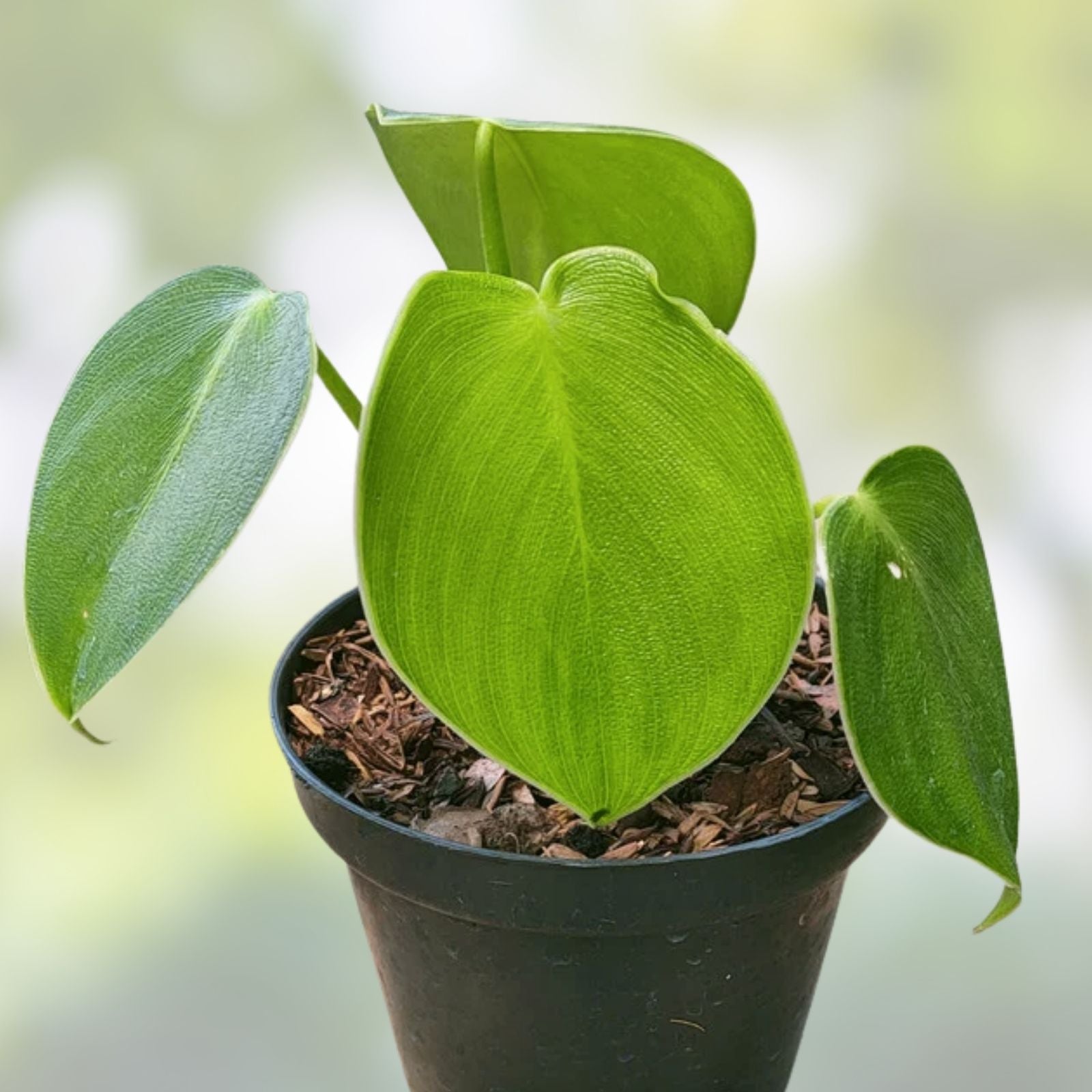 Philodendron Rogusom Top Cutting | Pig Skin Variety | Rooted Indoor Plant for Gardening | Easy to Grow